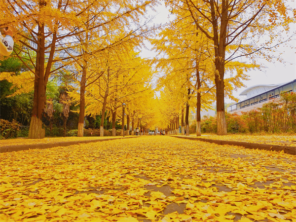 第五名 54吴龙刚-金色校园道.jpg